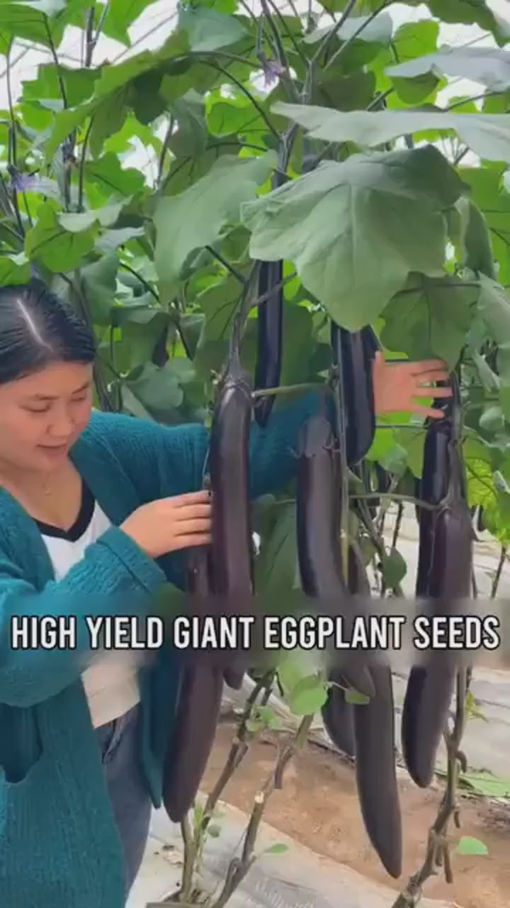 Giant Eggplant Seeds